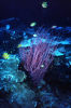 Corals at Staghorn Crest
