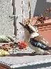 the kookaburra enjoying some mince