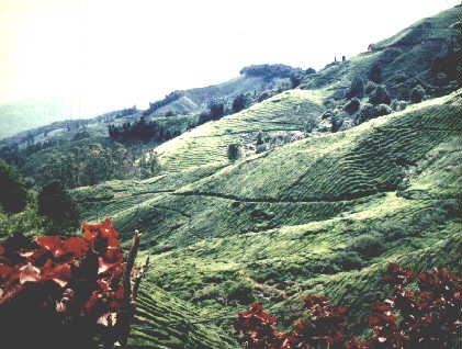 camer4.jpg (25668 bytes)