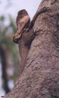 frilledlizard.jpg (12457 bytes)