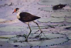 kakadu-bird1.jpg (11009 bytes)