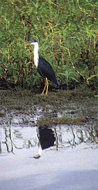 kakadu-bird4.jpg (22031 bytes)