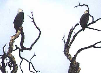 kakadu-birds3.jpg (16627 bytes)