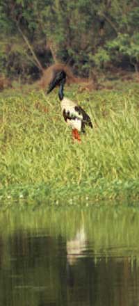 kakadu-jabiru2.jpg (15529 bytes)