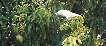 kakadu-parrot.jpg (24366 bytes)
