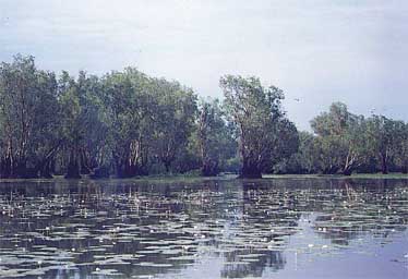 kakadu-swamp.jpg (22252 bytes)