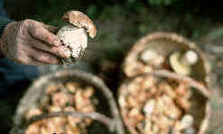 Mushrooms.jpg (11235 bytes)