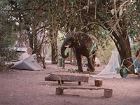 Photo of an elephant walking through our campsite in Botswana