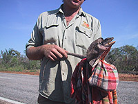 Photo of a frill-necked lizard