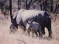 Photo of white rhinos