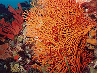 Photo of a seafan off Albany in Western Australia