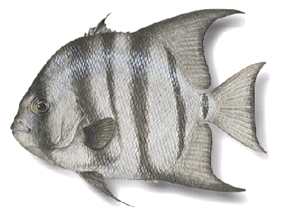 Spadefish