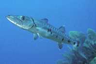 Barracuda