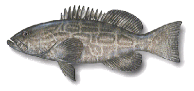 Black Grouper