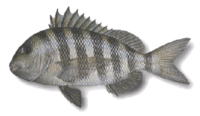 Sheepshead