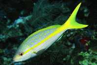 Yellowtail Snapper