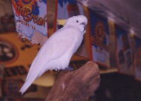A Parrot at Parrot Eyes