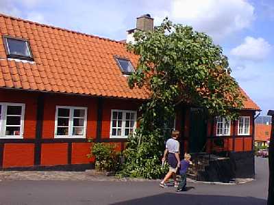 Fig-tree