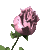 pinkrosesm