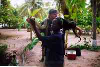 snake