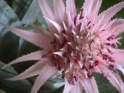 Image of flowers200.JPG