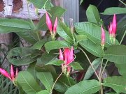 Image of flowers202.JPG