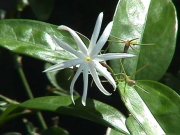 Image of flowers206.JPG