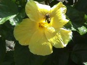 Image of flowers210.JPG