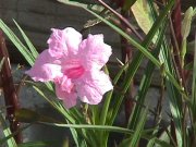 Image of flowers212.JPG