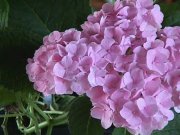Image of flowers221.JPG