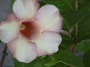 Image of flowers223.JPG