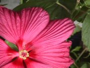 Image of flowers224.JPG