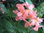 Image of flowers227.JPG