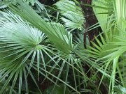 Image of palms102.JPG