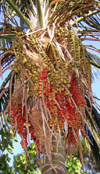 kentia palm seeds 