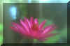 lotus1.jpg (23609 bytes)