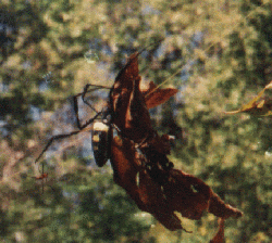 img39.gif (45195 bytes)