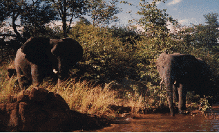 img40.gif (45465 bytes)