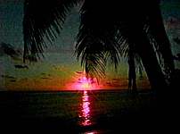 Turks And Caicos... CRAPLAND Links Palm Tree