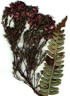 Heather