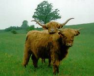 Highland Cows