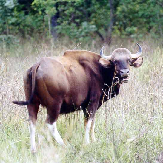 bison  by Dr.Dilip Katiyar