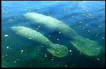 Two manatees together