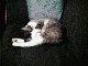 Apollo seriously sleeping