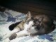 Apollo looking very cute in the v-berth