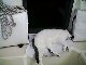 Atlas trying to sleep outside without falling