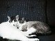 Kitties cuddling