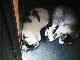Kitties trying to sleep while sailing