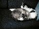 Cute kitties sleeping