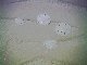 Sand dollars at Green Turtle beach